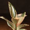 Фикус Эластика Тинеке 20/9 фото 5 &mdash; Luxury Plants