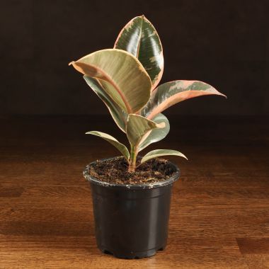 Фикус Эластика Тинеке 20/9 &mdash; Luxury Plants