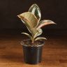 Фикус Эластика Тинеке 20/9 фото 1 &mdash; Luxury Plants