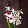 Орхидея Камбрия бело-фиолетовая фото 4 &mdash; Luxury Plants