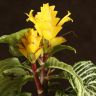 Афеландра Скуарроса Дания 30/12 фото 2 &mdash; Luxury Plants