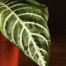 Афеландра Скуарроса Дания 30/12 фото 3 &mdash; Luxury Plants