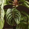 Афеландра Скуарроса Дания 30/12 фото 4 &mdash; Luxury Plants