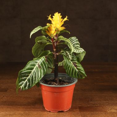 Афеландра Скуарроса Дания 30/12 &mdash; Luxury Plants