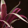 Традесканция Ситара 30/12 фото 3 &mdash; Luxury Plants