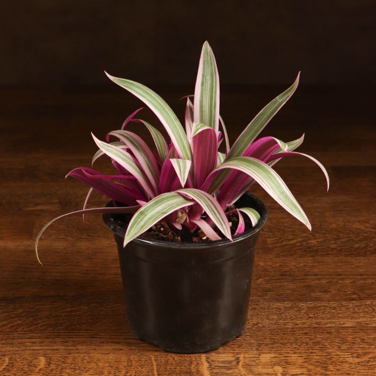 Традесканция Ситара 30/12 фото 1 &mdash; Luxury Plants