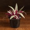 Традесканция Ситара 30/12 фото 1 &mdash; Luxury Plants