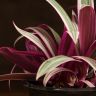 Традесканция Ситара 30/12 фото 2 &mdash; Luxury Plants