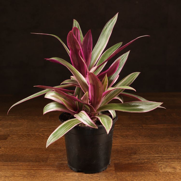 Традесканция Ситара 30/12 фото 1 &mdash; Luxury Plants