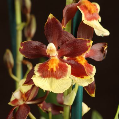 Орхидея Камбрия желто-коричневая &mdash; Luxury Plants