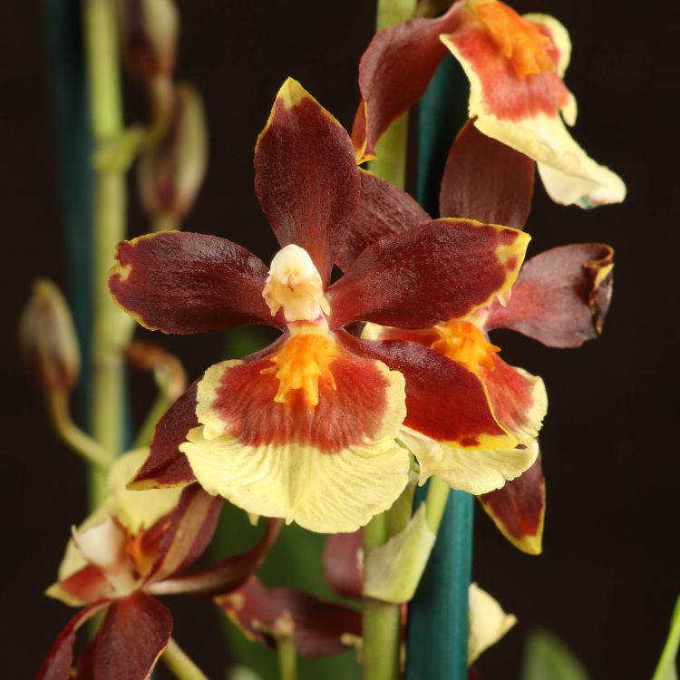 Орхидея Камбрия желто-коричневая фото 1 &mdash; Luxury Plants