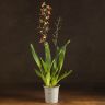 Орхидея Камбрия желто-коричневая фото 2 &mdash; Luxury Plants