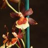 Орхидея Камбрия желто-коричневая фото 3 &mdash; Luxury Plants