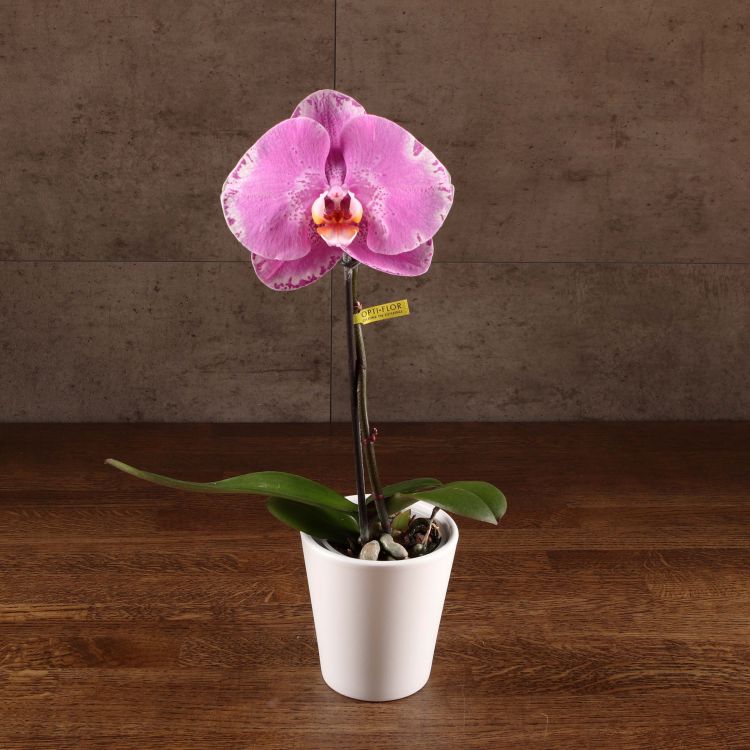 Орхидея Фаленопсис Синголо Даймонд Скай в керамике фото 1 &mdash; Luxury Plants