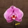 Орхидея Фаленопсис Синголо Даймонд Скай в керамике фото 5 &mdash; Luxury Plants