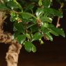 Бонсай Кармона Акеми 32 см фото 2 &mdash; Luxury Plants