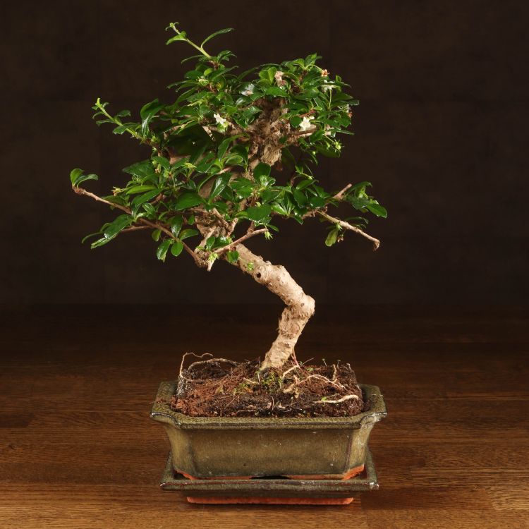 Бонсай Кармона Акеми 32 см фото 1 &mdash; Luxury Plants