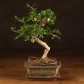 Бонсай Кармона Акеми 32 см фото 1 &mdash; Luxury Plants