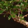 Бонсай Кармона Акеми 32 см фото 5 &mdash; Luxury Plants