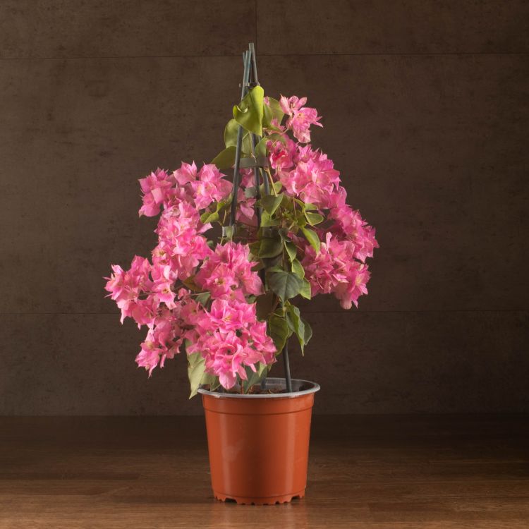 Бугенвиллия розовая 50/14 фото 1 &mdash; Luxury Plants