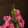 Бугенвиллия розовая 50/14 фото 2 &mdash; Luxury Plants