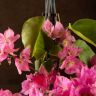 Бугенвиллия розовая 50/14 фото 5 &mdash; Luxury Plants