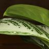 Аглаонема Сильвер Бэй 55/17 фото 2 &mdash; Luxury Plants
