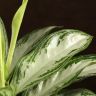 Аглаонема Сильвер Бэй 55/17 фото 3 &mdash; Luxury Plants