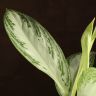 Аглаонема Сильвер Бэй 55/17 фото 4 &mdash; Luxury Plants