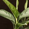 Аглаонема Сильвер Бэй 55/17 фото 5 &mdash; Luxury Plants