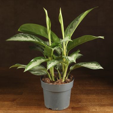Аглаонема Сильвер Бэй 55/17 &mdash; Luxury Plants