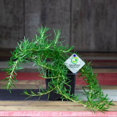 Розмарин стелющийся 15/10 &mdash; Luxury Plants