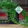 Розмарин стелющийся 15/10 фото 3 &mdash; Luxury Plants