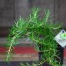 Розмарин стелющийся 15/10 фото 2 &mdash; Luxury Plants