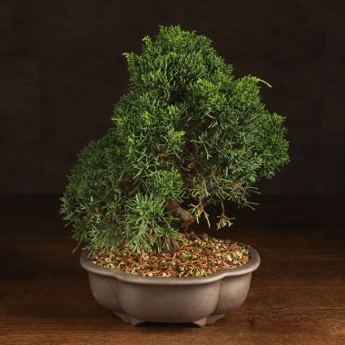 Бонсай Можжевельник китайский 35 см &mdash; Luxury Plants