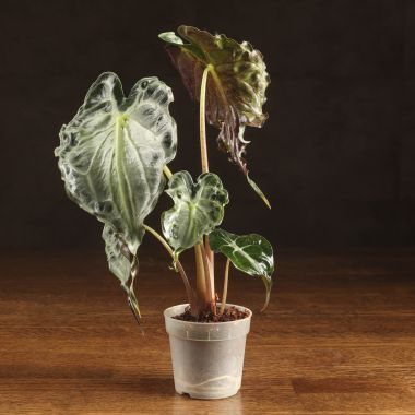 Алоказия Веном 23/7 &mdash; Luxury Plants