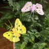Бабочки 3Д для декора фото 4 &mdash; Luxury Plants