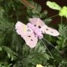 Бабочки 3Д для декора фото 6 &mdash; Luxury Plants