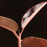 Фикус Эластика Белиз 50/12 фото 5 &mdash; Luxury Plants