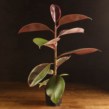Фикус Эластика Белиз 50/12 &mdash; Luxury Plants