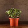 Крассула Овата 55/29 фото 1 &mdash; Luxury Plants