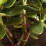 Крассула Овата 55/29 фото 4 &mdash; Luxury Plants