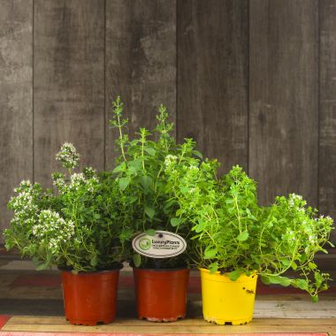 Орегано 25/10 &mdash; Luxury Plants