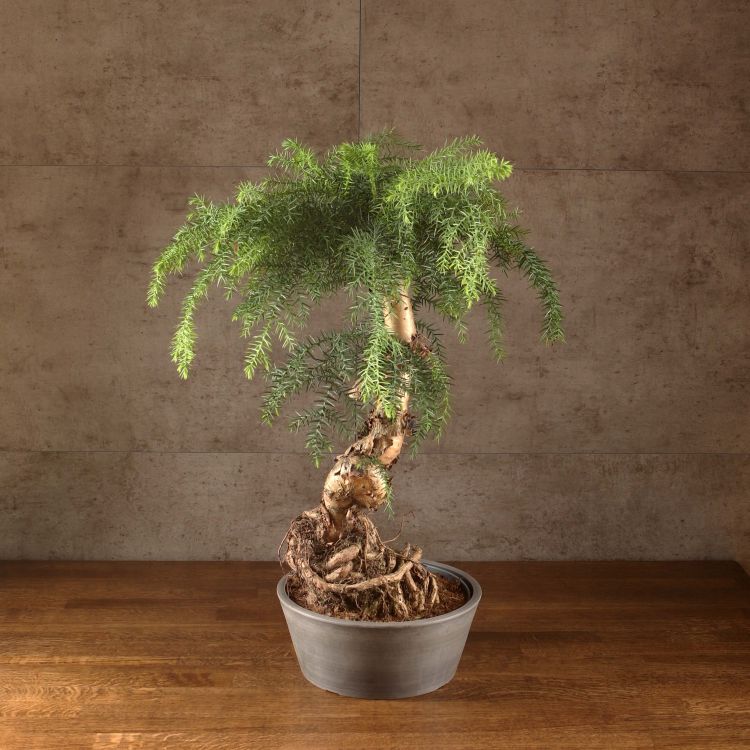 Бонсай Араукария 60 см фото 1 &mdash; Luxury Plants