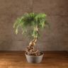 Бонсай Араукария 60 см фото 1 &mdash; Luxury Plants