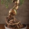 Бонсай Араукария 60 см фото 3 &mdash; Luxury Plants