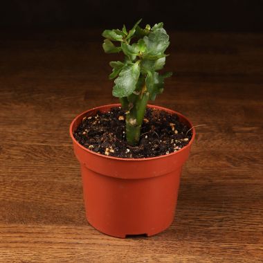 Каланхоэ д10 уценка &mdash; Luxury Plants