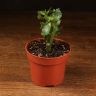 Каланхоэ д10 уценка фото 1 &mdash; Luxury Plants