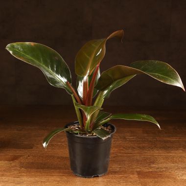 Филодендрон Империал Ред 35/12 &mdash; Luxury Plants