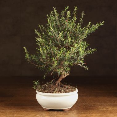 Бонсай Лептоспермум 35см &mdash; Luxury Plants